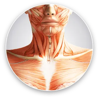 Debilidad muscular en cuello, garganta y cara